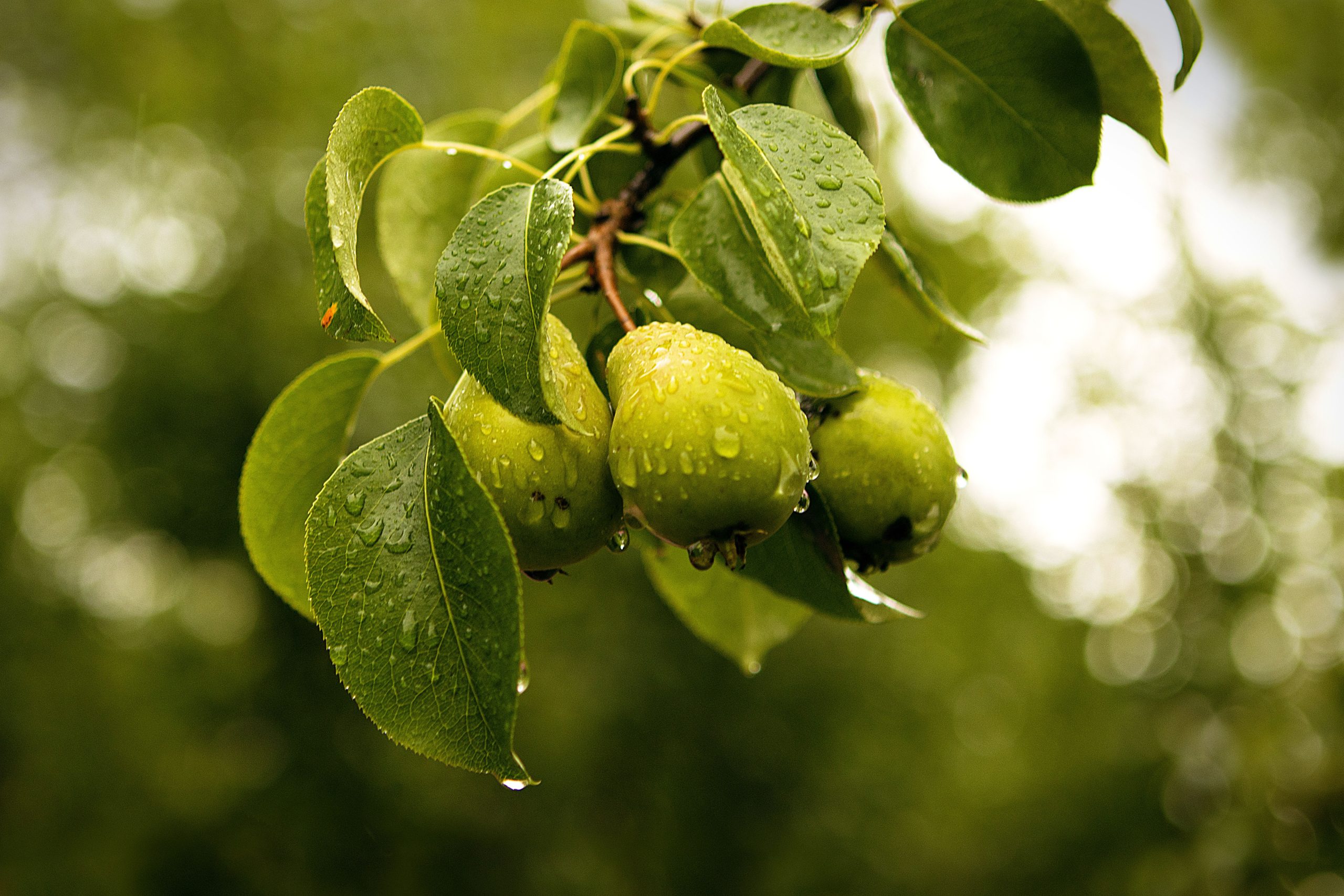 Poires fraîches couvertes de rosée matinale