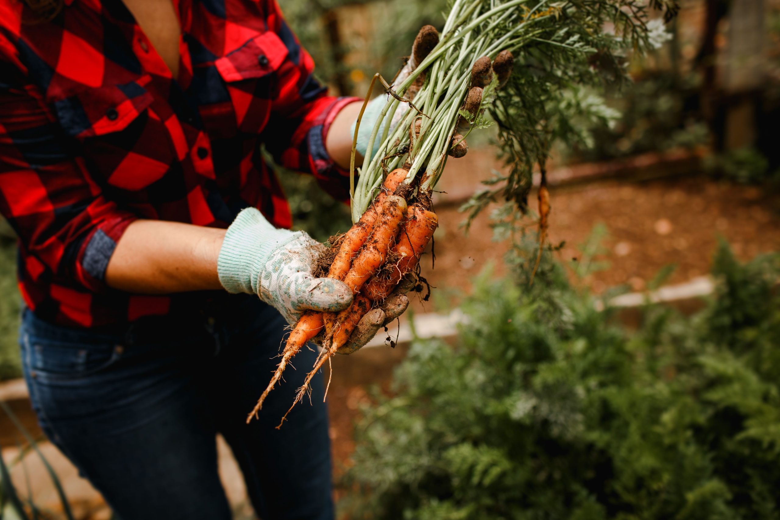 Jardinier récoltant des carottes fraiches en plein air