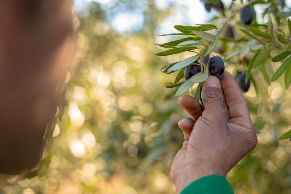Quand cueillir les olives et comment les conserver ?
