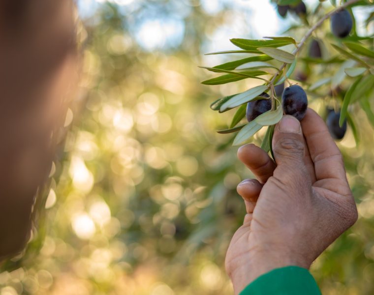 Quand cueillir les olives et comment les conserver ?
